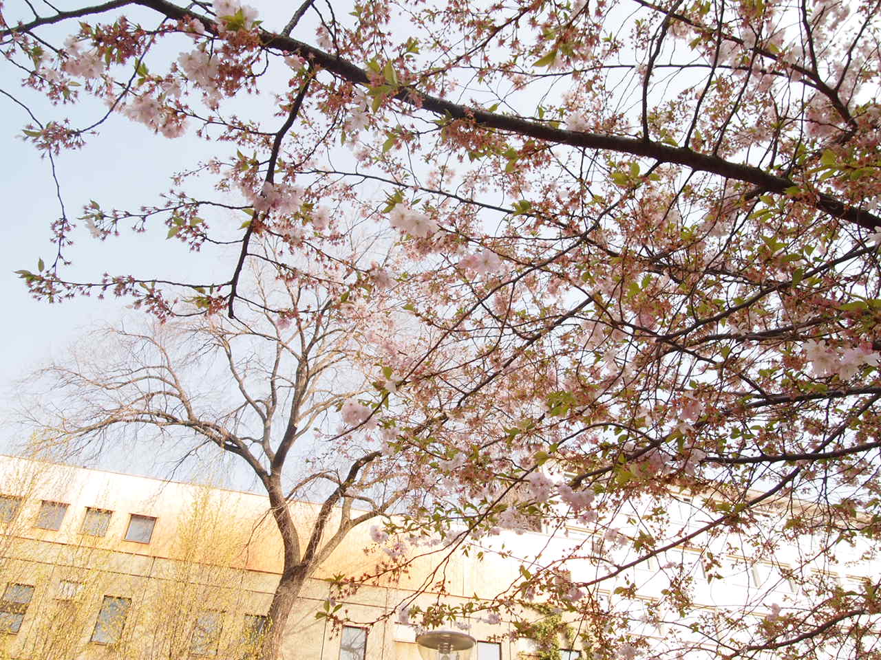 美しいドイツの桜 意外な場所に咲くベルリンの桜とは ドイツドットウェブ