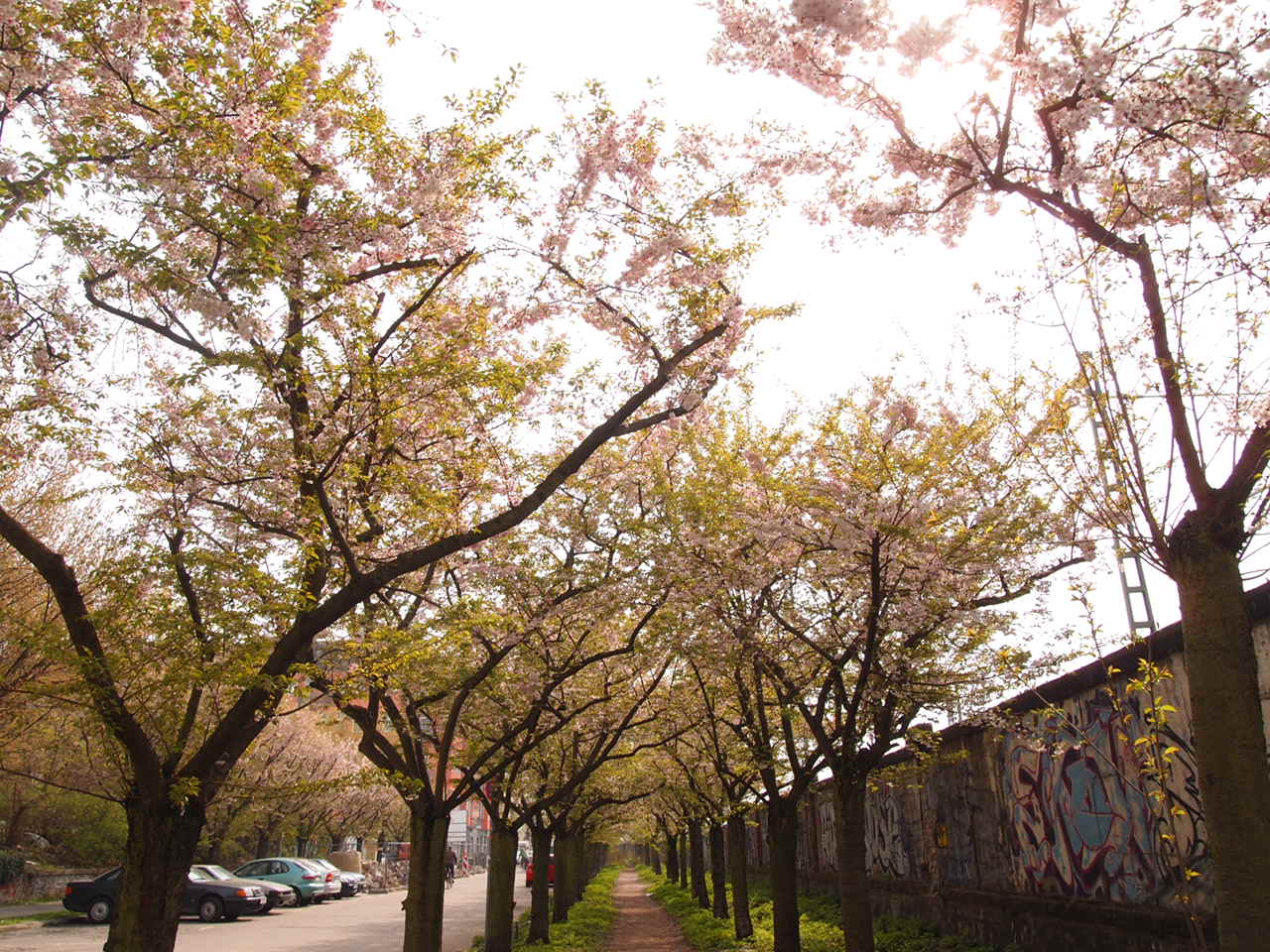 美しいドイツの桜！意外な場所に咲くベルリンの桜とは？